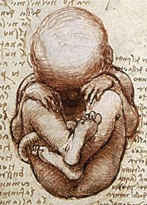 Views of a foetus in the womb by Leonardo da Vinci